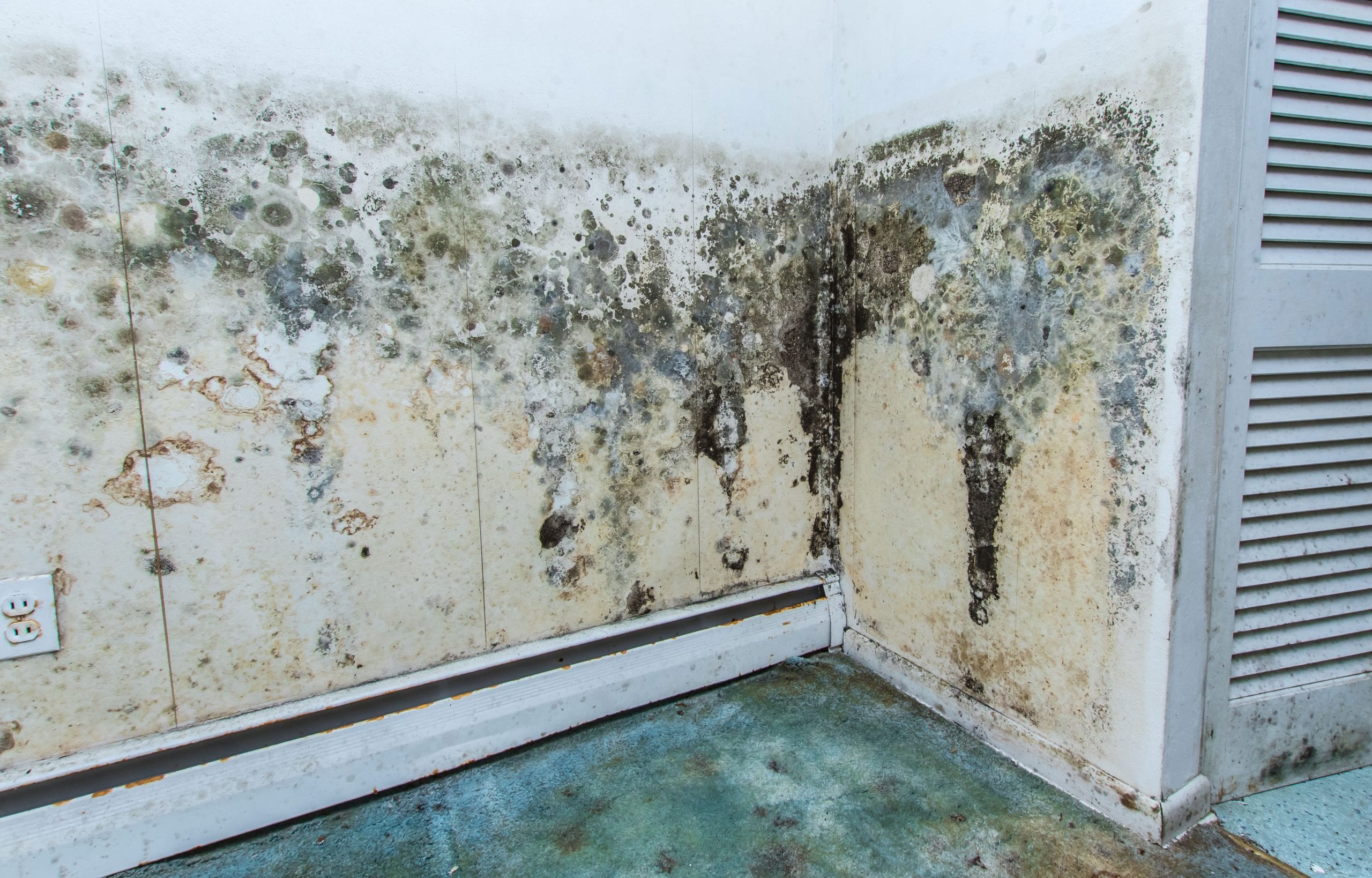 residential mold removal experts in Thousand Oaks